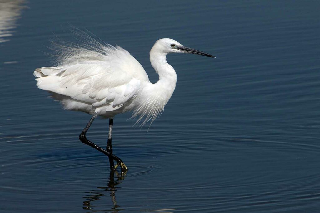 Aigrette garzette - Camargue