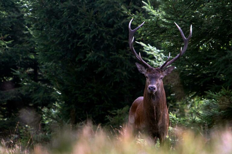 Cerf élaphe - Vosges