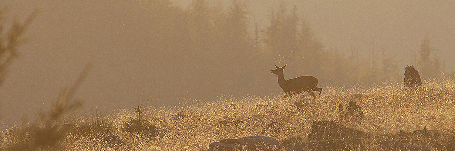 Biche au crépuscule