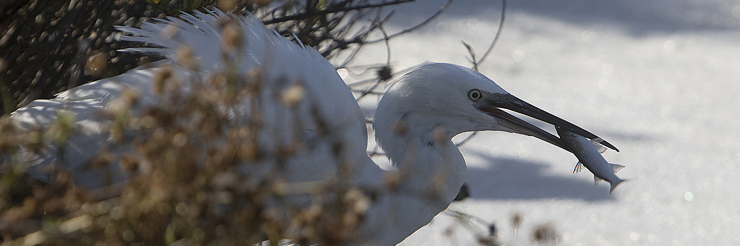 Aigrette garzette avec poisson