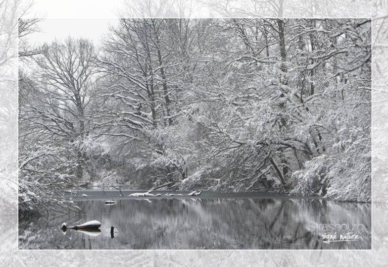 Paysage hivernal en forêt du Rhin