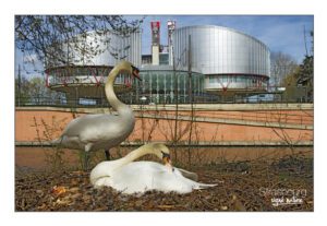 Cygnes tuberculé devant le palais des Droits de l'Homme à Strasbourg