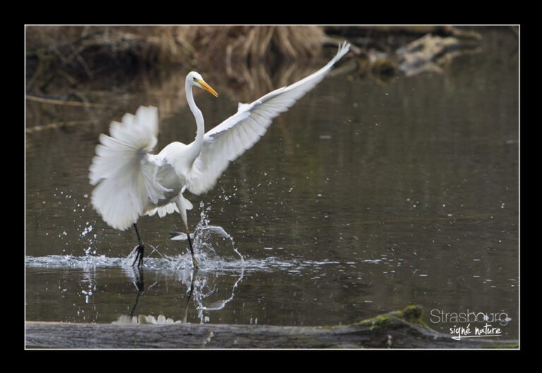 Grande aigrette en forêt de la Robertsau