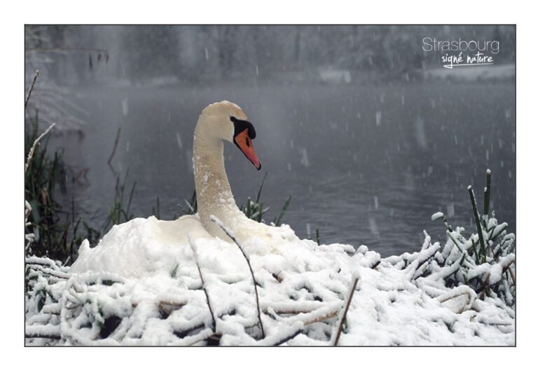 Cygne tuberculé au nid sous la neige à Strasbourg