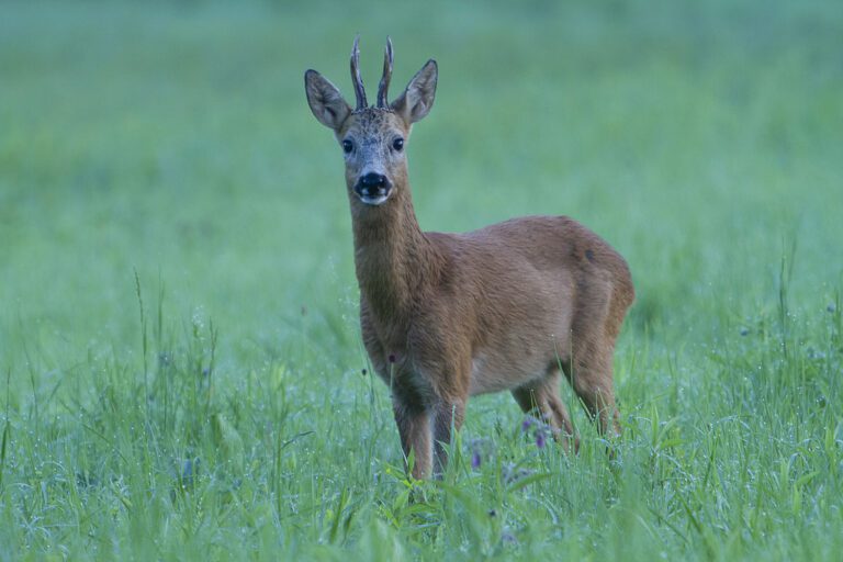 Chevreuil dans une prairie à la Robertsau