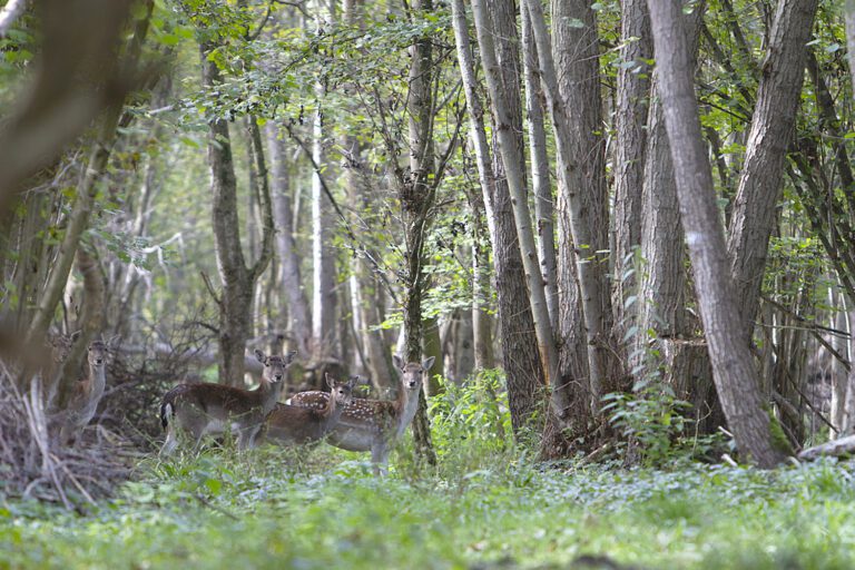 Daims dans l'Illwald près de Sélestat