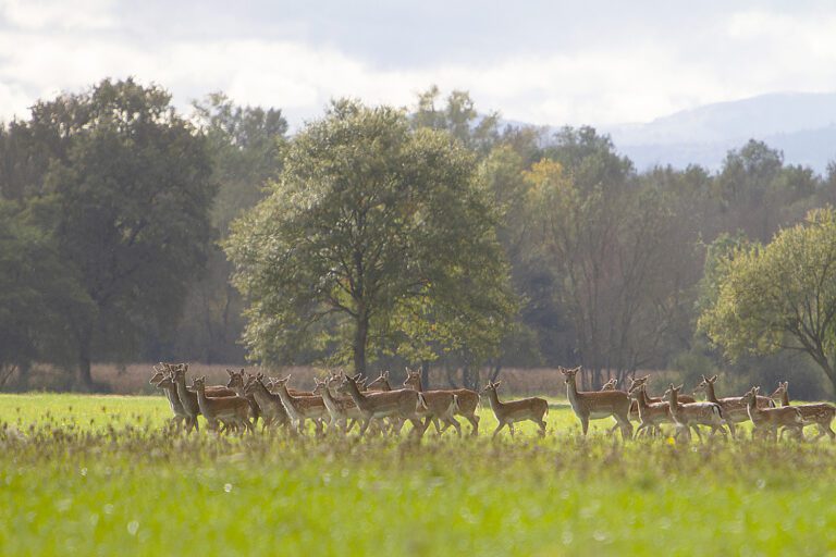 Daims dans une prairie de l'Illwald près de Sélestat