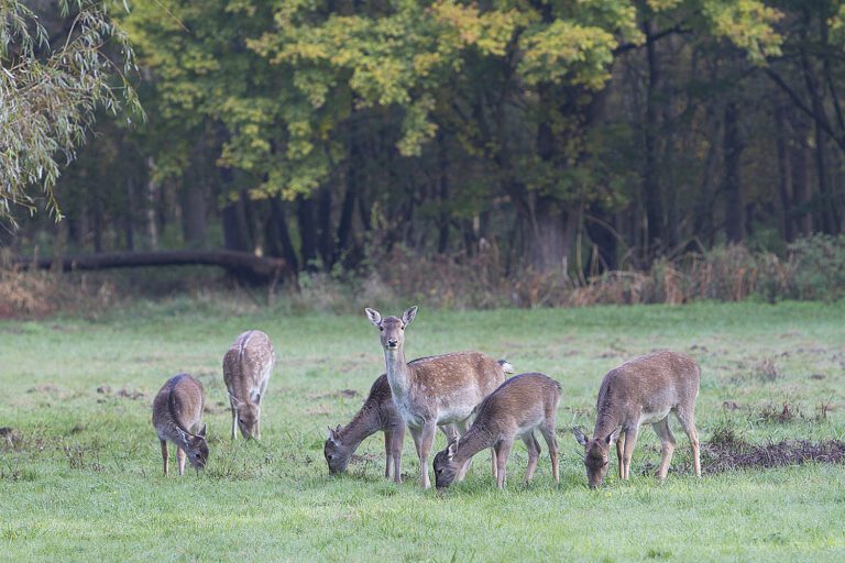 Daims dans une prairie de l'Illwald