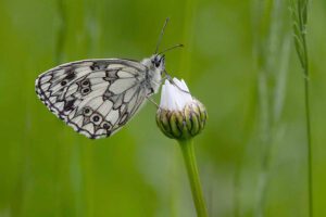 Papillon : demi deuil