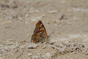 Papillon : grand mars changeant