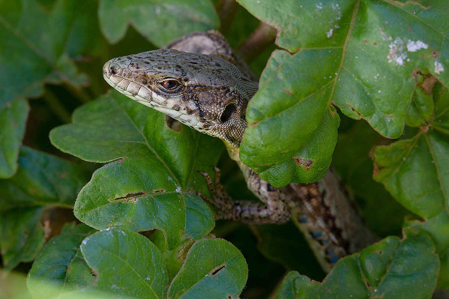 Lézard vert