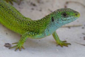 Lézard vert