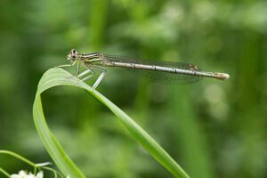 Demoiselle à la Robertsau