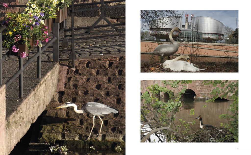 Avifaune urbaine à Strasbourg