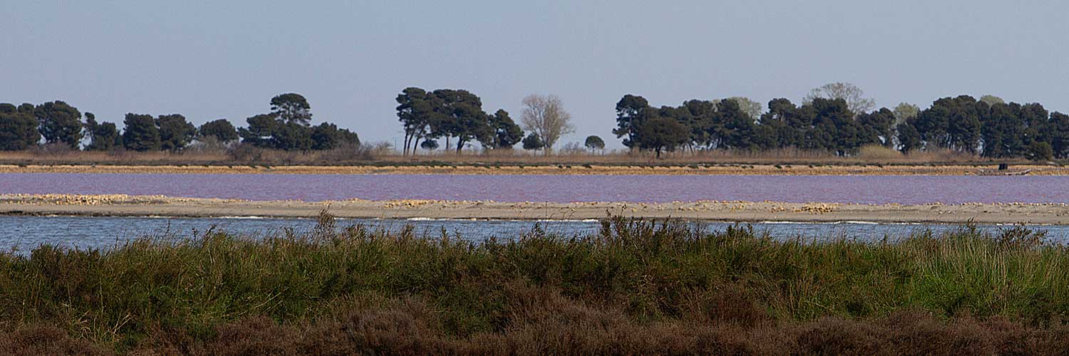 Paysage camargue