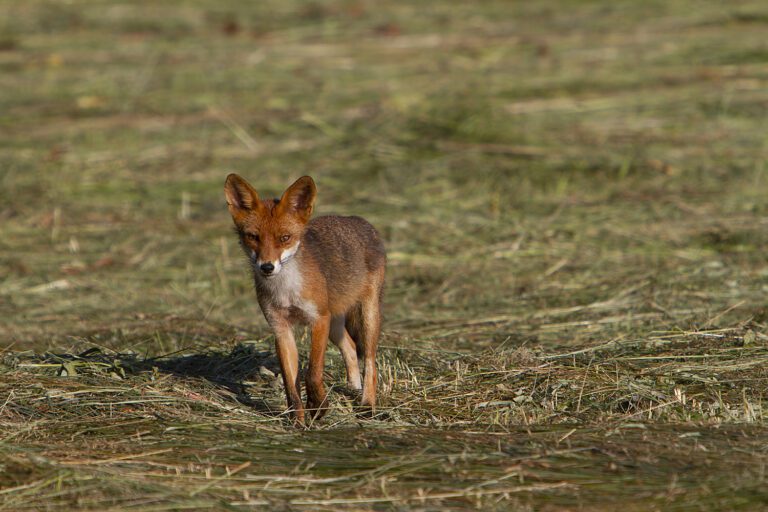 Renard à la Robertsau