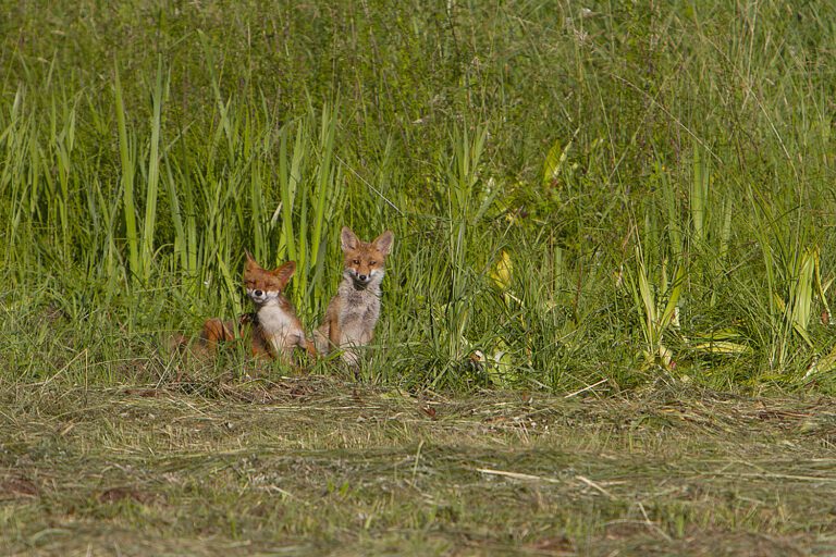 Renards à la Robertsau