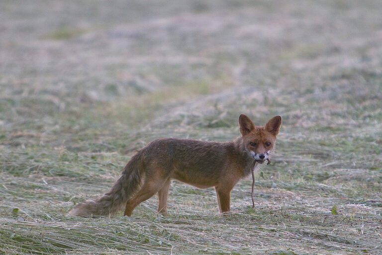 Renard avec orvet à la Robertsau