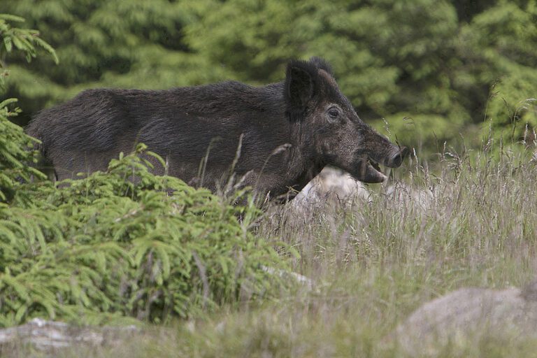 Sanglier dans les Vosges