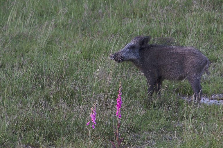 Sanglier dans les Vosges