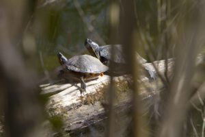 Tortues de Floride - Forêt de la Robertsau