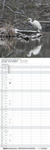 Grande Aigrette - Forêt de la Robertsau